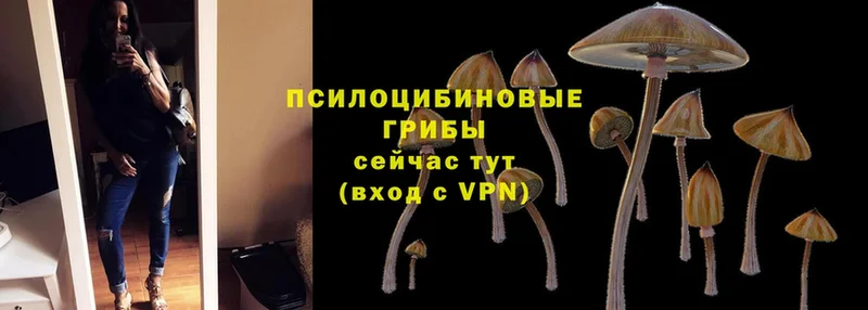 Галлюциногенные грибы Psilocybine cubensis  Бобров 